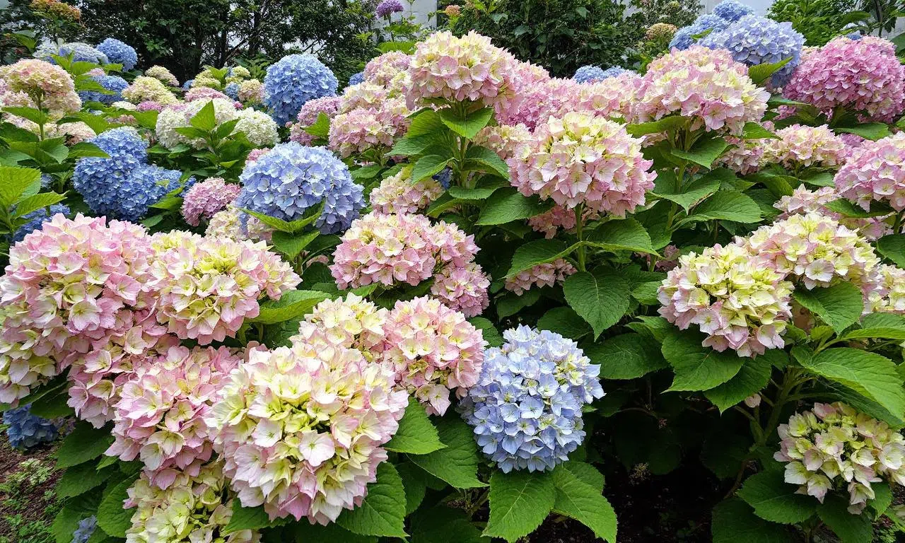 De ultieme gids voor het stimuleren van je hortensia’s: ontdek de beste meststof!