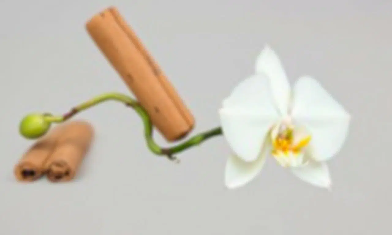 Geheimen onthuld: zo laat je je orchideeën bloeien met kaneel!